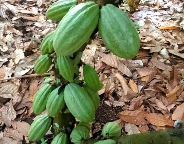 WhatsApp Image 2025-09-08 at 17.37.36