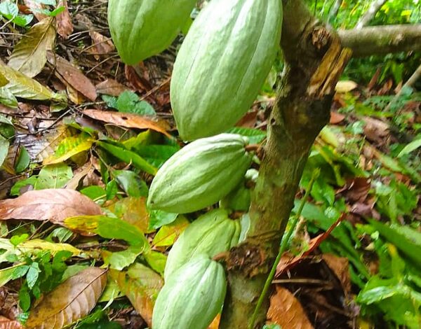 WhatsApp Image 2025-09-08 at 17.37.39 (2)