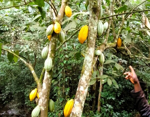 WhatsApp Image 2025-09-08 at 17.37.39 (5)