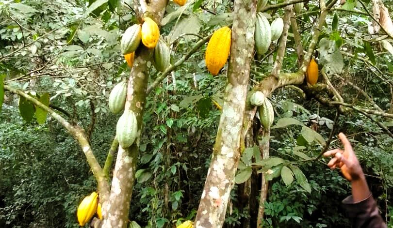 WhatsApp Image 2025-09-08 at 17.37.39 (5)