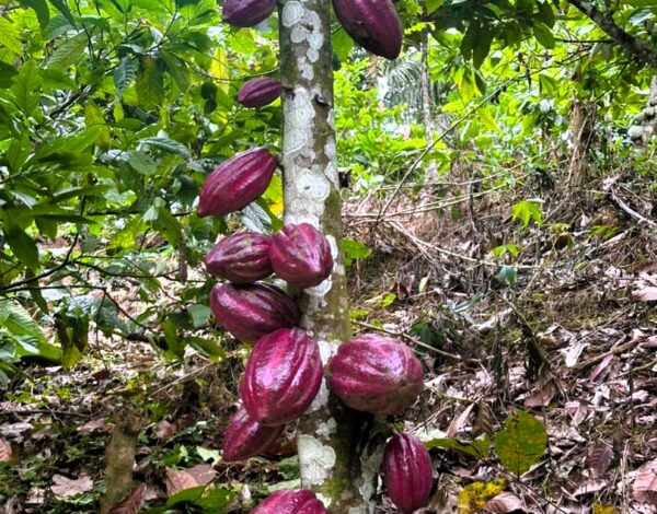 WhatsApp Image 2025-09-08 at 17.37.39 (8)