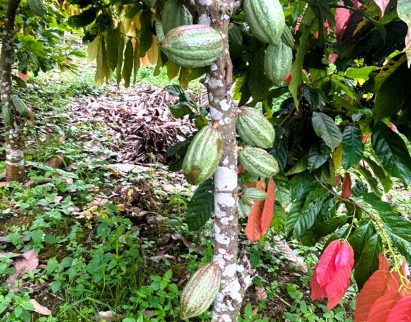 WhatsApp Image 2025-09-08 at 17.37.40 (5)