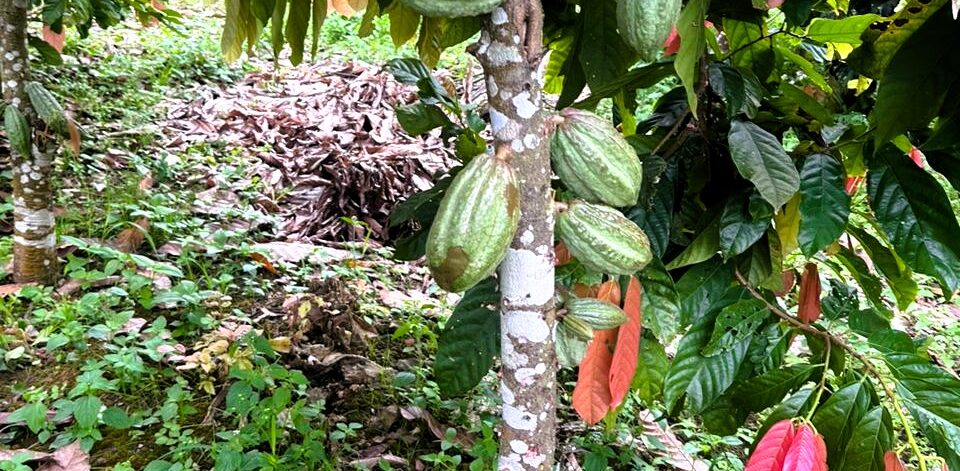 WhatsApp Image 2025-09-08 at 17.37.40 (5)